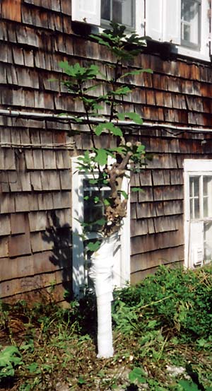 With some cold-weather protection, fig trees can be grown even in northern regions.